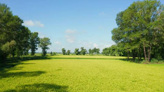 生态水稻种植