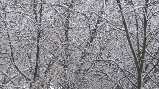 森林里的大雪