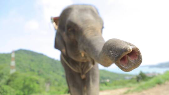 大象对着镜头伸鼻子