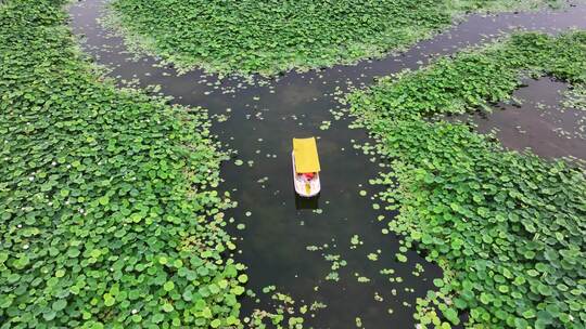 有河道游船的荷塘风景航拍