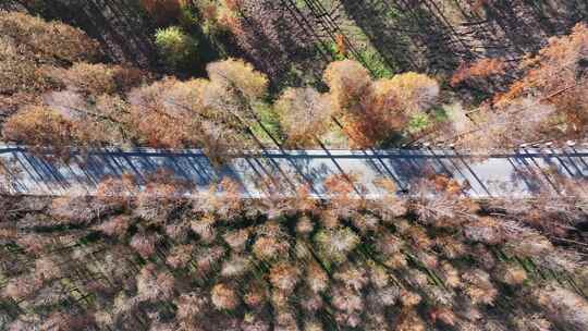 塘下公路  水杉林 秋天最美公路