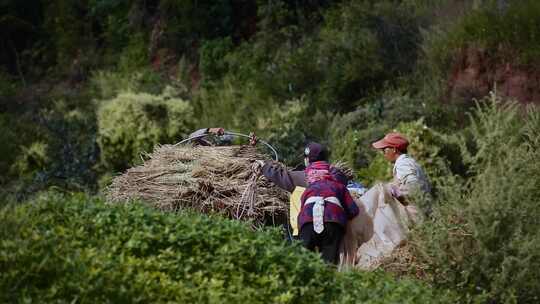 乡村振兴云南彝族水稻种植丰收拖拉机