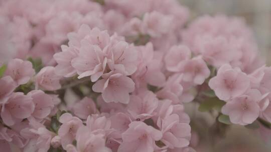 花卉市场花卉特写LOG