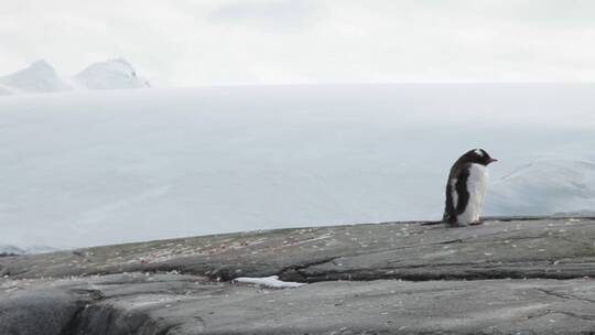 南极 企鹅休息 单只企鹅