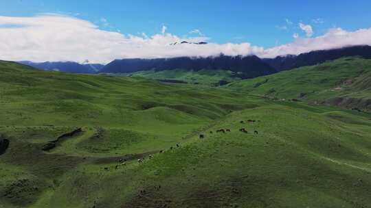 航拍草原马群风景