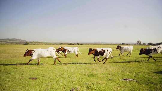 草原牧场牛群