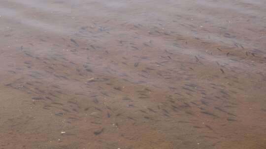 一群小鱼在清澈见底的河流里觅食