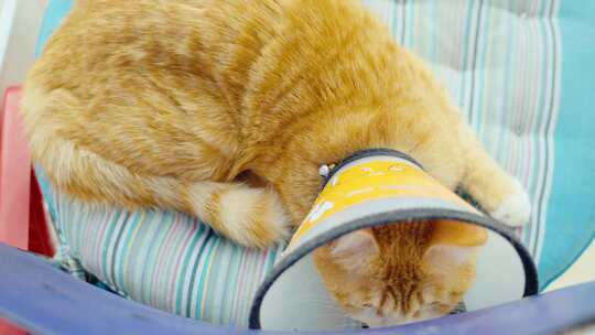 做完绝育戴着头套的橘色猫咪