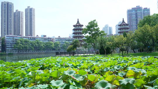 武汉汉口宝岛公园风景