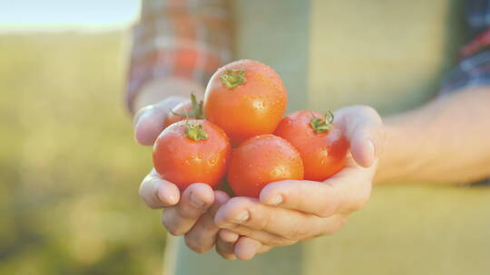 农夫双手捧着西红柿