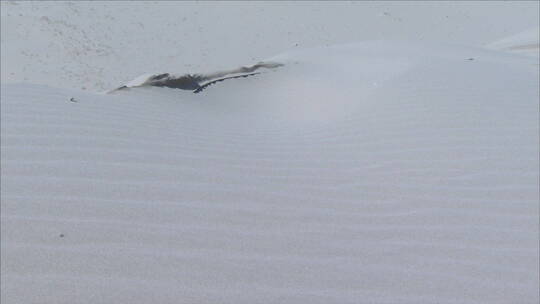 宁夏 沙漠 沙地中的动物尸骨 大风视频素材模板下载
