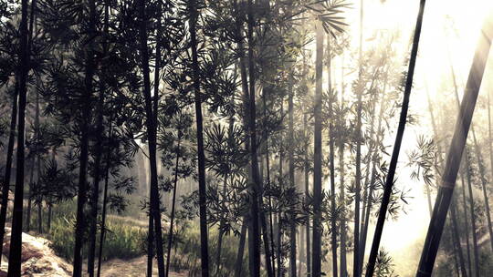 阳光流过迷雾森林中的竹林视频素材模板下载
