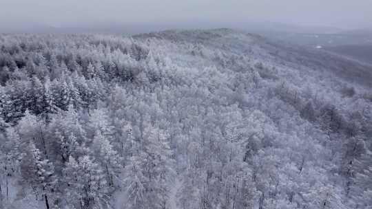 冬季雪山雾凇雪松树挂景观