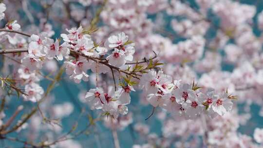 春天蓝天下粉色桃花盛开满枝头特写
