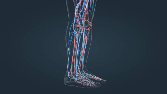 医学3D人体血管心血管循环系统三维动画