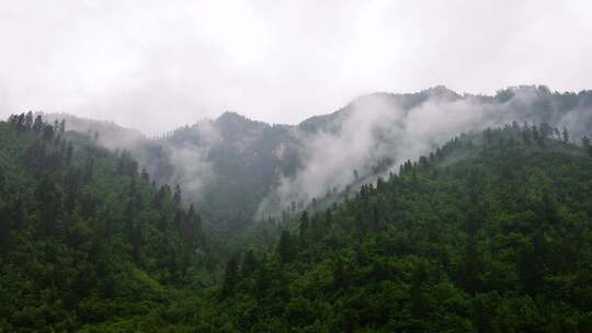 山峰森林云雾