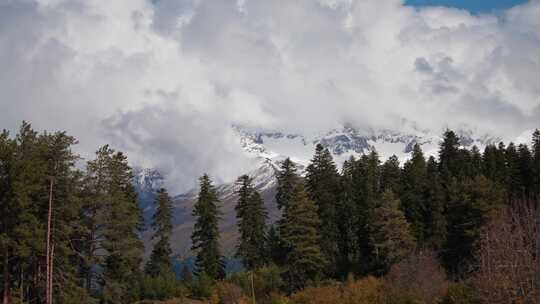 树林，云，雪，山脉