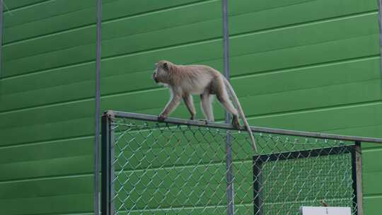 白天，野生雄性猿猴沿着新加坡自然保护区的