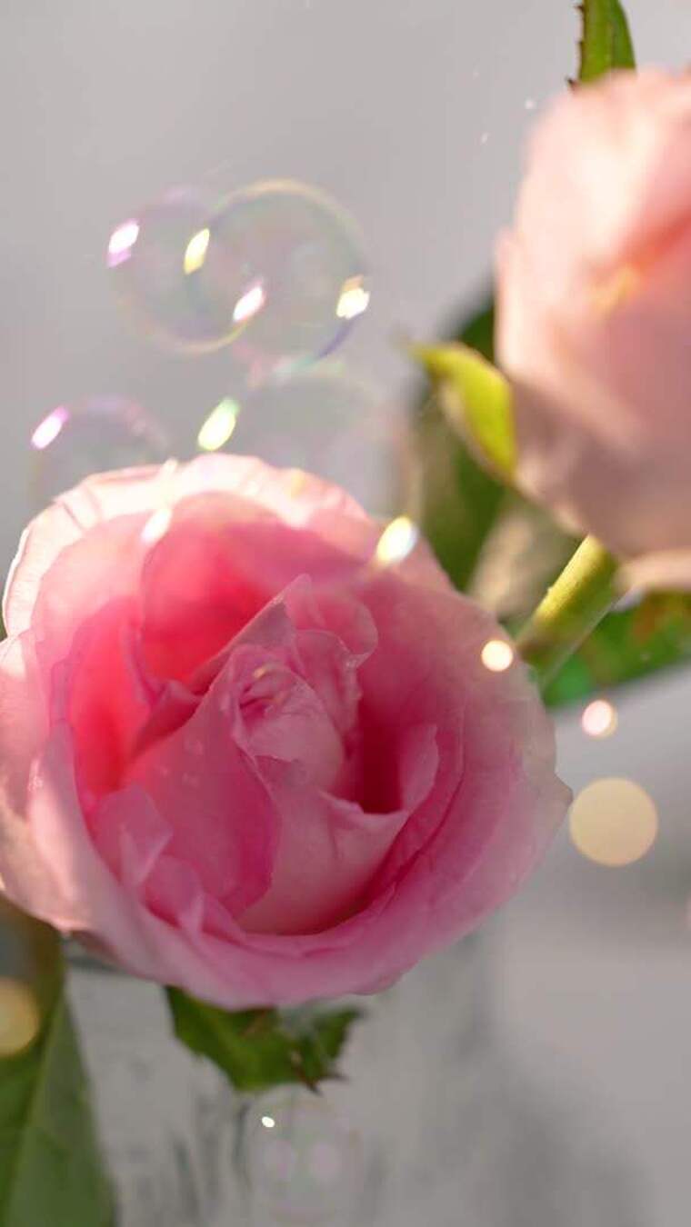 玫瑰花朵合集竖屏1080P