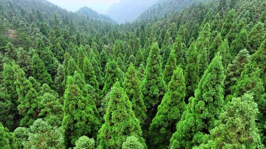 森林杉树航拍4K原创生态自然环境宣传片空境