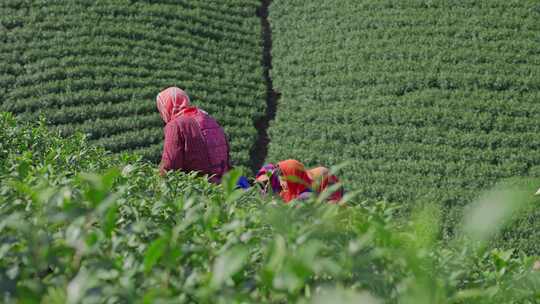 采茶 茶农 春茶 绿茶 安吉白茶