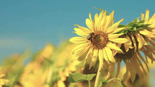 蜜蜂在向日葵地里飞来飞去授粉。慢动作捕捉240 fps。