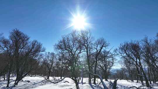 东北吉林长白山冬天原始森林雪景枯树雪景