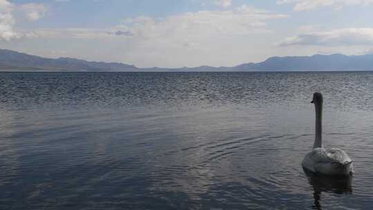 夏季新疆赛里木湖风景区湖面游泳的白天鹅