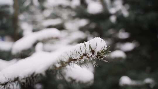 特写白雪覆盖的松枝视频素材模板下载