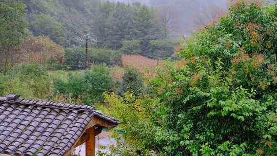 初秋山中农村雨中滴水的屋檐和树叶