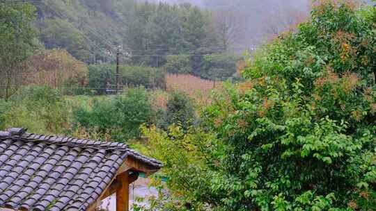 初秋山中农村雨中滴水的屋檐和树叶视频素材模板下载