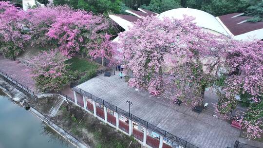 中国广东省广州市从化区华软丝木棉广场