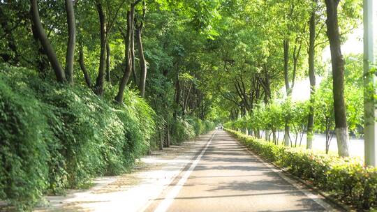 休闲林荫小道道路绿化