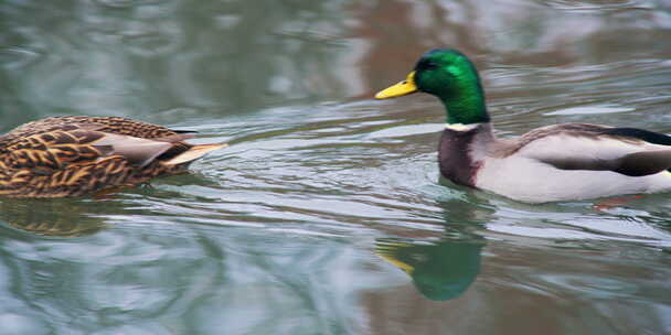 两个鸭子水中游