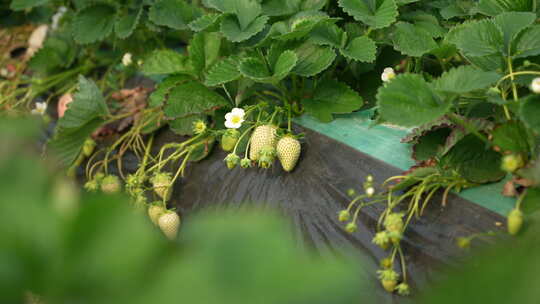 农民田间劳动种植蔬菜蔬菜大棚里的蔬菜草莓