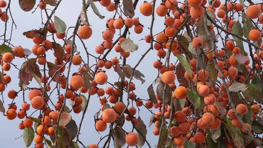秋天秋季成熟柿子果实4k实拍