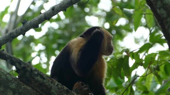 树上一只卷尾猴的特写镜头