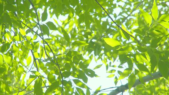 夏天阳光树叶唯美空镜头意境植物