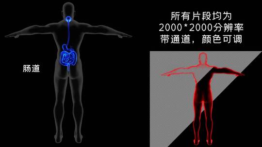 科技三维透明人体器官结构分解
