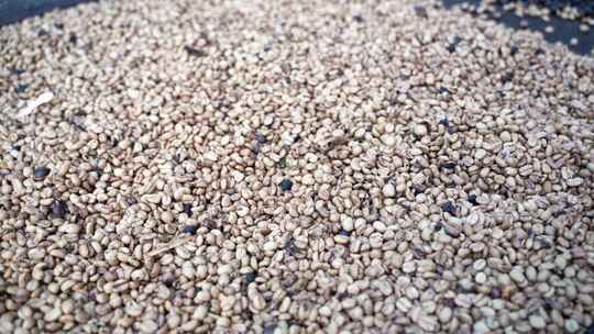 采摘晾晒咖啡豆