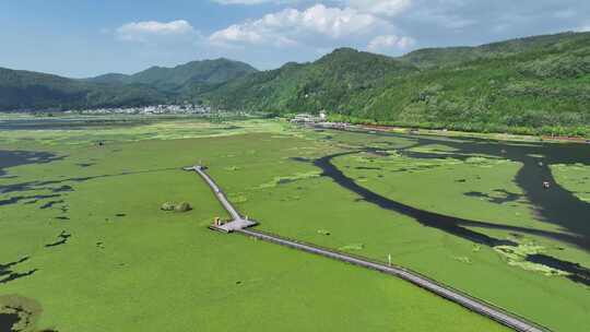 腾冲北海湿地长满水草的水域栈道自然风光