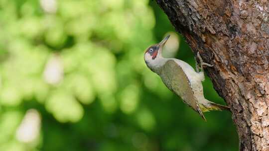 啄木鸟，巢，树干，树洞