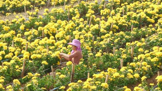 菊花产地