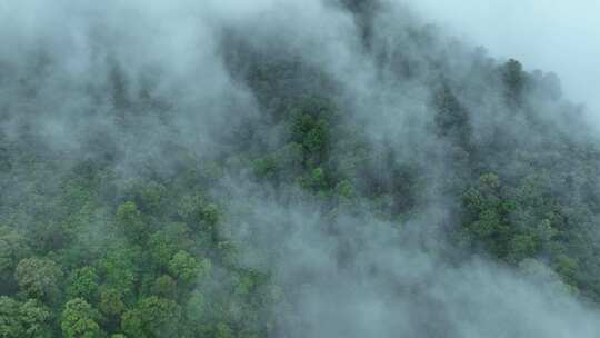 云雾森林云海树林航拍森林雨天森林俯拍树林