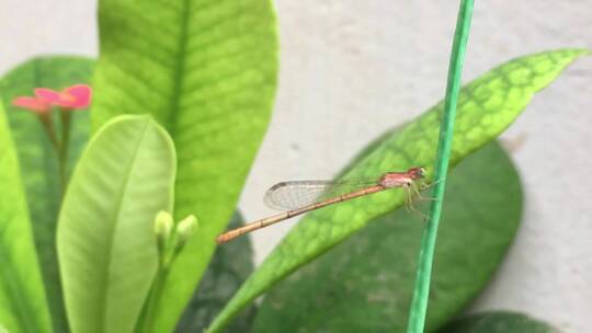蜻蜓栖息在茎上