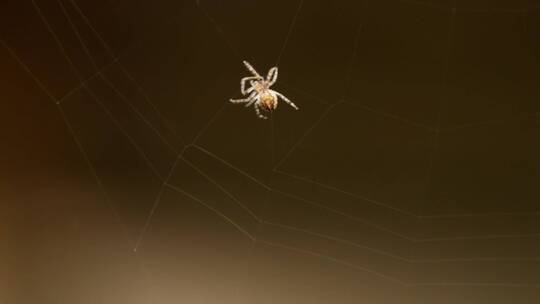 小蜘蛛在织网