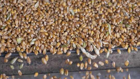小麦收割后的新鲜麦粒