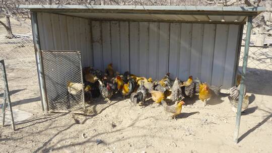 散养鸡农业养殖鸡圈生态养殖