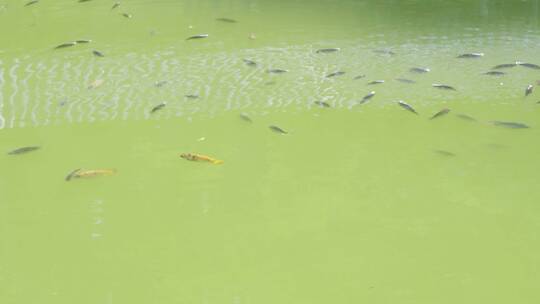 自然水里鱼儿自在游来游去公园里的鱼实拍
