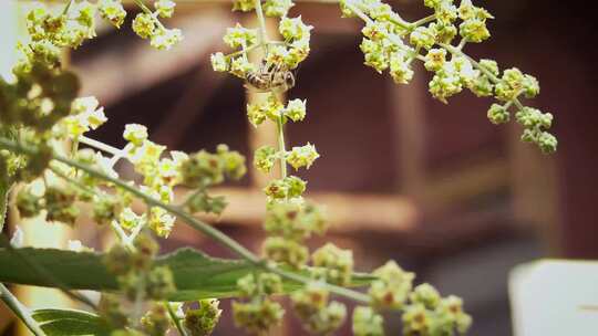 蜜蜂在户采花蜜